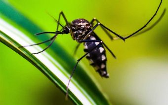 Casos de dengue aumentam no Brasil