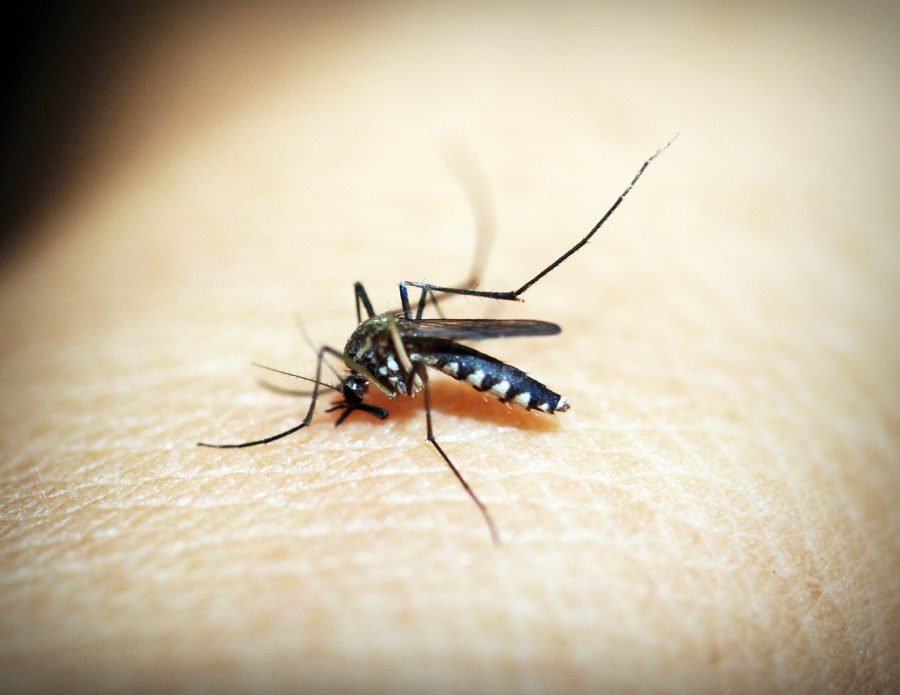Mosquito da dengue (Foto: pixabay)