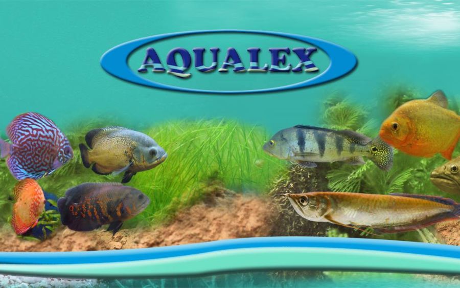 Aqualex, sua loja de aquarismo, petshop, jardinagem e banho e tosa – endereço e telefone