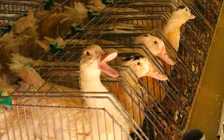 O que é foie gras? Como é feito e porque é tão polêmico