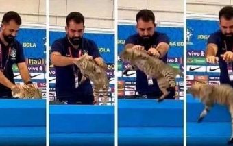 CBF pode ter que pagar multa de R$ 1 milhão por maus-tratos a gato no Catar