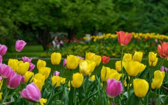 Entenda o que é uma Cidade Gentil