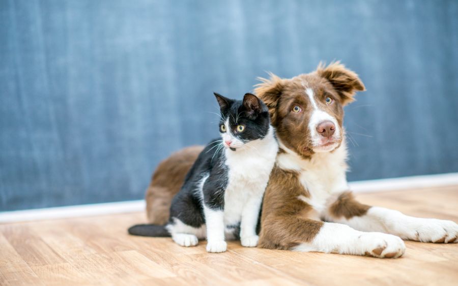 É importante contratar um hotel Pet que ofereça confiança aos tutores, assim poderão viajar sem preocupações. (Foto: Reprodução)