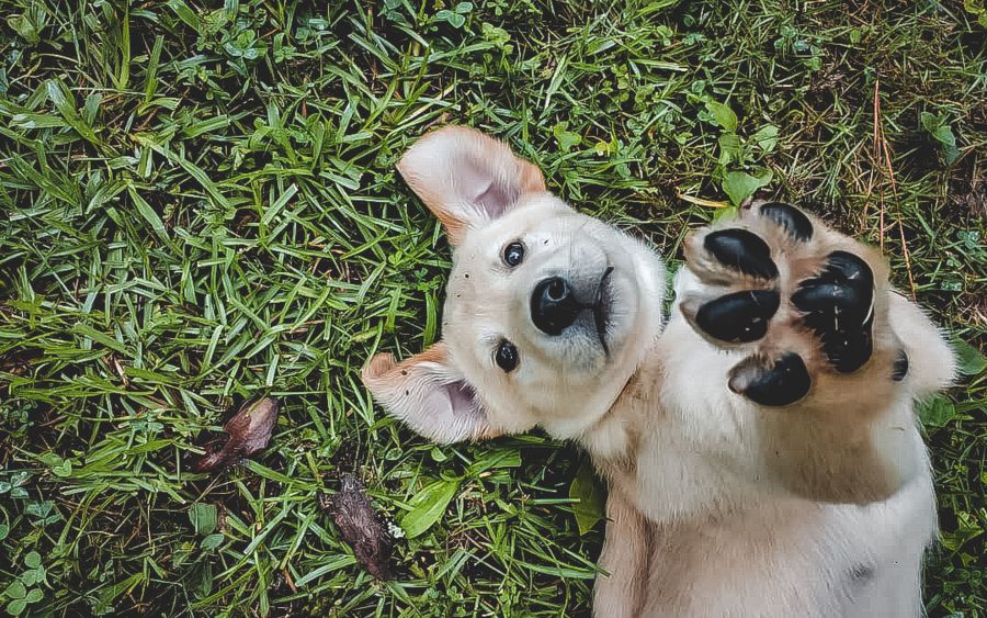 Pet Art Caieiras – Pet Shop, Creche e Hotel para cachorro e gato, táxi dog, banho e tosa