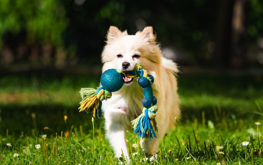 Um pet feliz é como um pet saudável. (Foto: Reprodução)