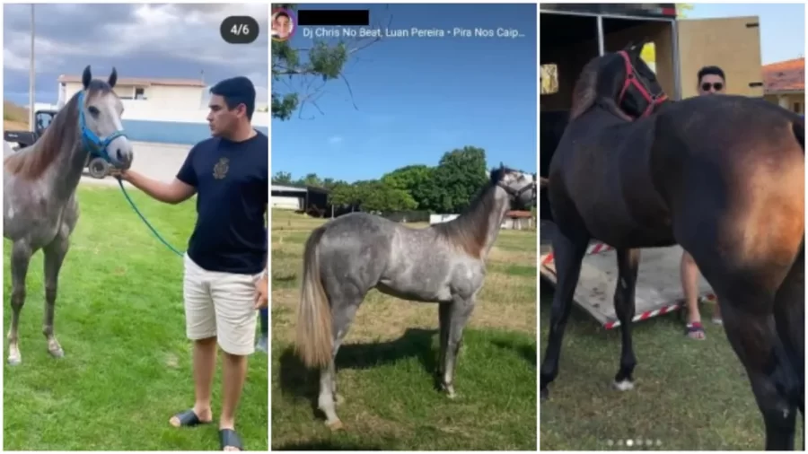 Segundo a denúncia apresentada, o falso médico utilizou o dinheiro obtido ilegalmente com a prática da medicina para adquirir animais de alto valor.