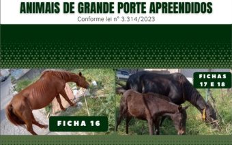 Cavalos apreendidos em Francisco Morato