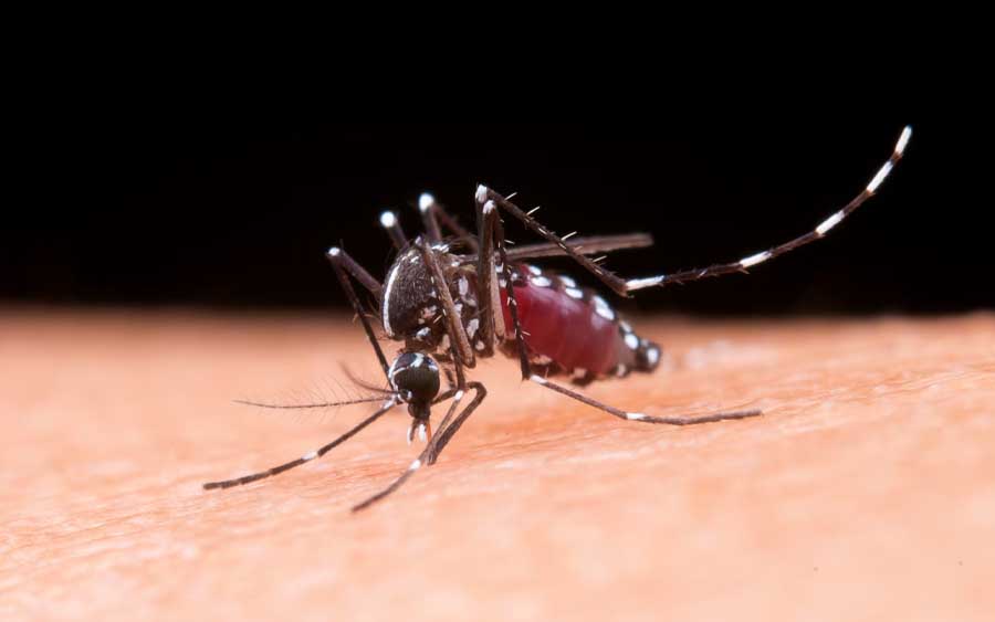 A dengue é uma doença viral transmitida pela picada do mosquito Aedes aegypti infectado. Ela é comum em regiões tropicais e subtropicais, afetando principalmente países da América Latina, África e Ásia. A dengue é uma doença séria que pode levar à morte, especialmente em casos graves.