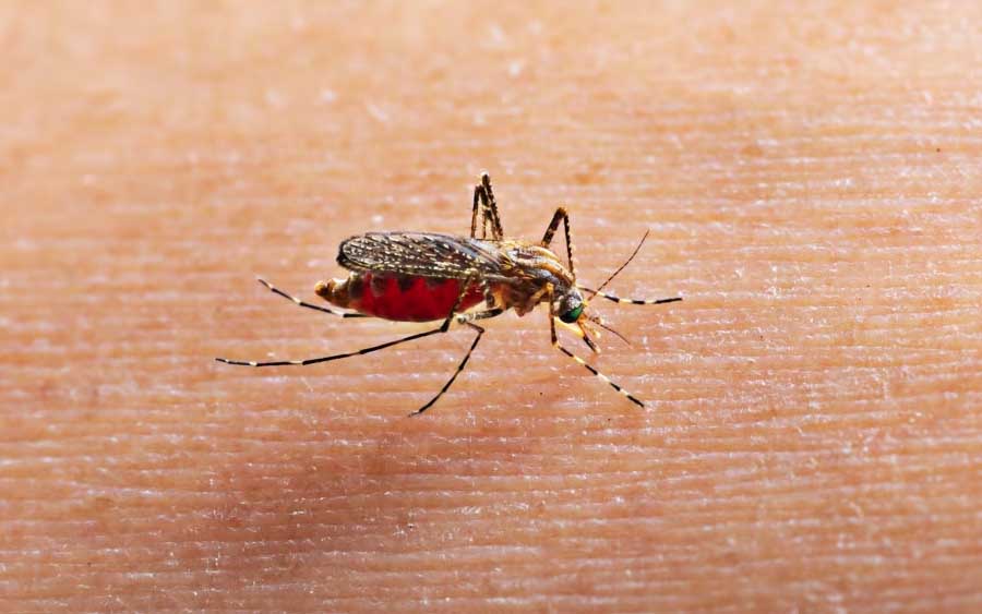 Os sintomas da dengue incluem febre alta, dor de cabeça, dor nos olhos, dor nas articulações e músculos, náusea, vômito, erupções cutâneas e sangramento. Em casos graves, a doença pode causar choque e hemorragia, e pode levar à morte. A prevenção da dengue envolve a eliminação de possíveis criadouros do mosquito, como água parada em recipientes como pneus, garrafas e latas.
