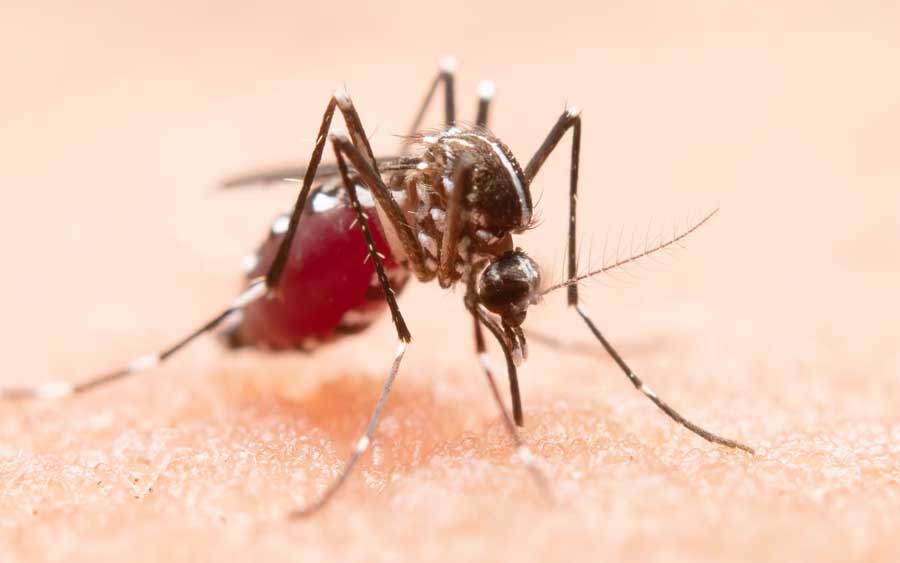 Número de casos de dengue em SP teve queda em 2023