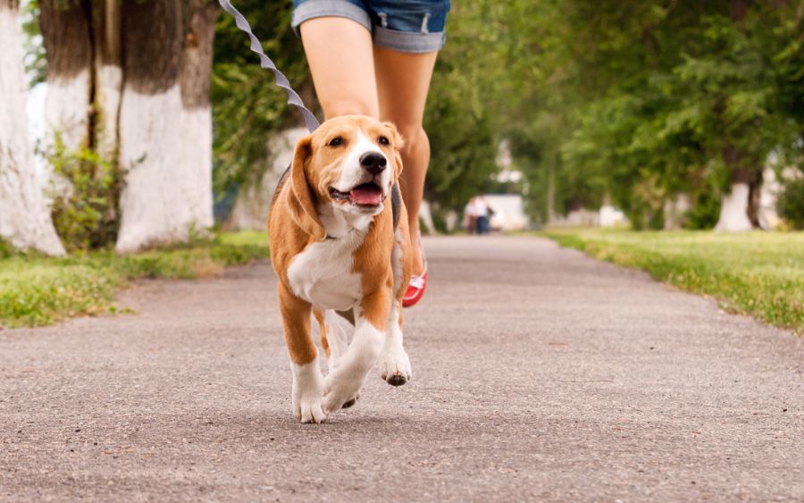 Aproveitem qualquer dia para fazer um passeio divertido com o pet pelos parques de Barueri! (foto: reprodução)