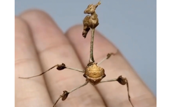 Conheça o hipnotizante Gongylus Gongylodes, também conhecido como Louva-a-deus do Violino Errante