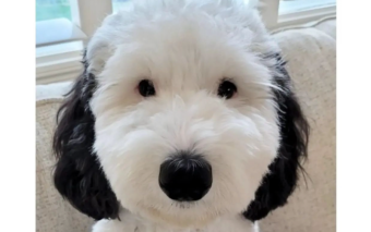 Cachorra Bayley viraliza por parecer personagem “Snoopy“