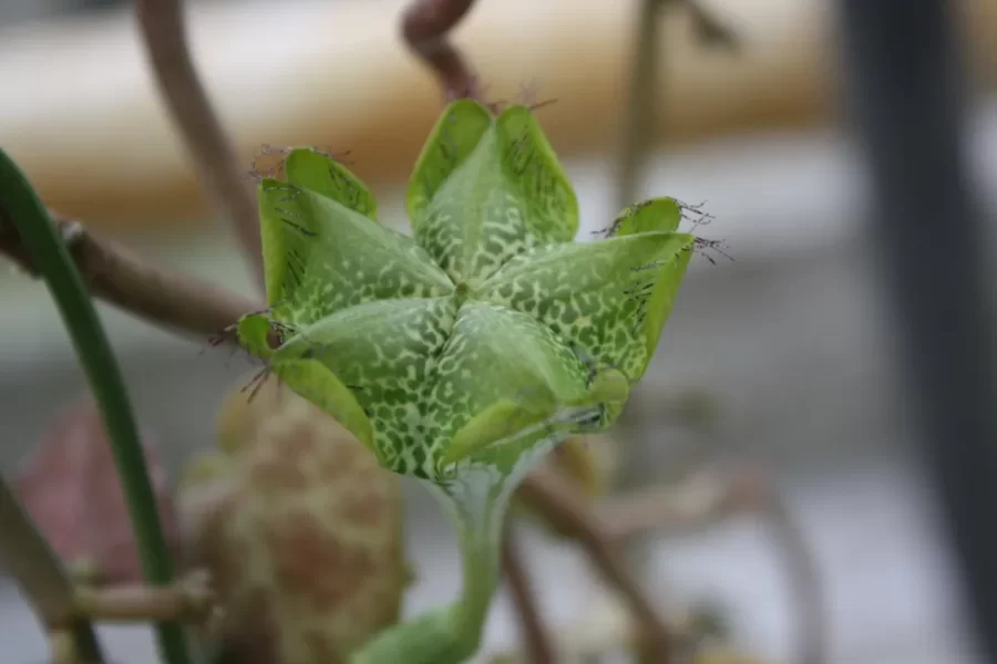 Em 2023, estas 4 plantas são promissoras em se tornarem tendência