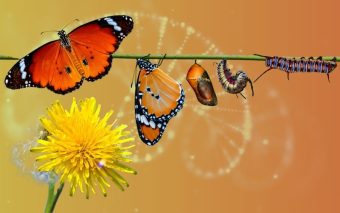 Descubra a diferença do que é evolução e, o que é transformação