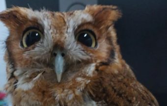 Resgate emocionante: filhote de coruja salvo pela Defesa Civil de Caieiras