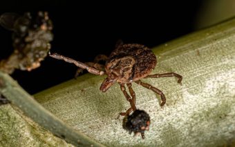 Ministério da Saúde registra 53 casos de febre maculosa e oito mortes