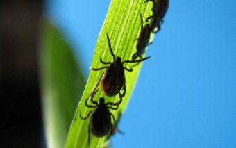 Suspeita de Febre Maculosa em Jundiaí