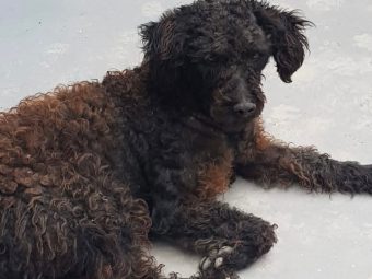 Adoção na área: Robert tem entre 2 e 3 anos e precisa de um lar