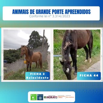 Apreensão de animais de grande porte visa garantir segurança nas vias públicas