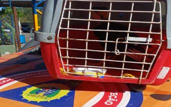 Emocionante: Defesa Civil de Caieiras resgatou no bairro Jardim dos Eucaliptos um majestoso Carcará