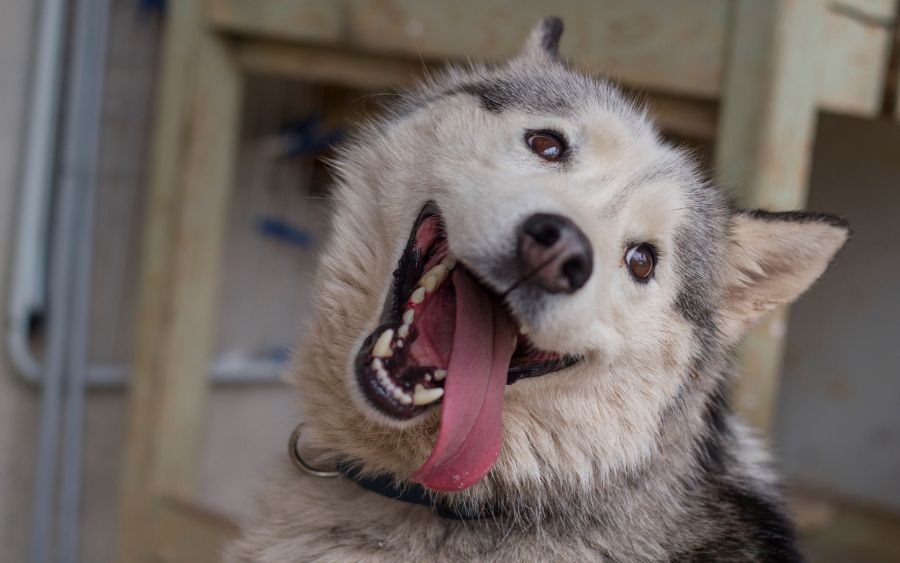 Novo estudo científico revela como as expressões faciais humanas influenciam o comportamento dos cães, abrindo caminho para uma maior compreensão da vida emocional desses animais e fortalecendo os laços entre humanos e seus fiéis companheiros.