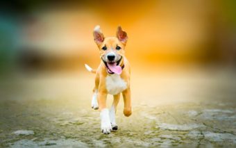 Pesquisa da USP Revela como Emoções Humanas Afetam Comportamento dos Cães