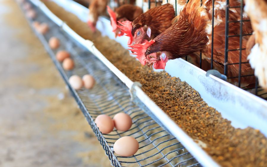 Consumidores sentem no bolso o impacto do aumento do preço do ovo, enquanto especialistas debatem sobre as causas e soluções para a valorização do alimento. (Foto: reprodução)