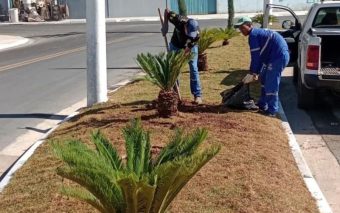 Árvore é substituida em Mairiporã