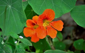 Primavera: Como a Estação dos Amores Pode Transformar Sua Vida