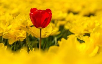 Revelando a Beleza: Uma Jornada de Arte e Autenticidade