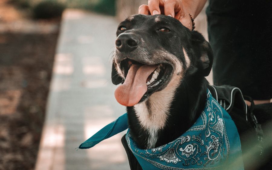 Adotar um pet não é apenas um ato de amor que transforma a vida do animal, mas também enriquece a nossa com alegria e companheirismo incondicional.