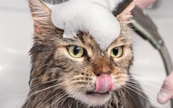 Farofa’s Pet Banho e Tosa Laranjeiras – Caieiras: O Refúgio da Tranquilidade para Seus Amigos de Quatro Patas