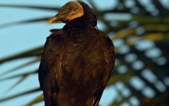 Alerta em Caieiras: Invasão de Urubus Causa Desespero em Moradores