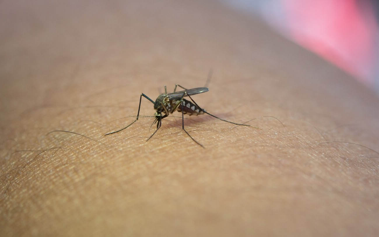 O número de mortes por dengue no estado de São Paulo aumentou para 17