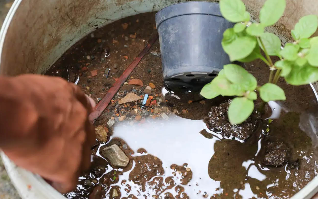 Sobe para 17 o número de mortes por dengue no estado de São Paulo (Fabio Rodrigues-Pozzebom/ Agência Brasil)