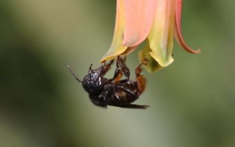 Jataí: São Paulo incentiva criação de abelhas nativas sem ferrão