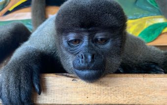 Cobertura Florestal Global: Brasil e Colômbia Destacam-se em Meio a Perdas Alarmantes em 2023