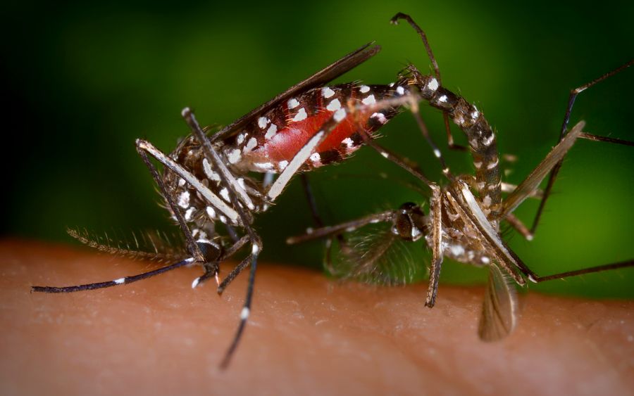 Caieiras: 4 Óbitos e Ultrapassa 1.600 Casos de Dengue