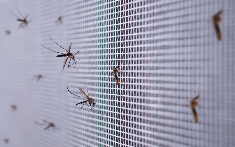Várzea Paulista Registra Primeira Morte por Dengue em 2024