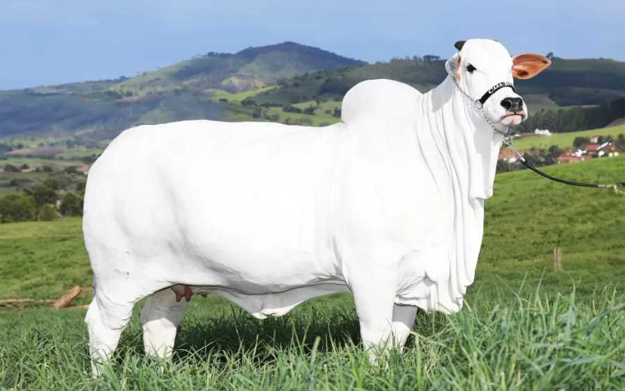 Vaca Brasileira é Mais Cara do Mundo: Como a Fertilização In Vitro Revolucionou a Genética Bovina no Brasil