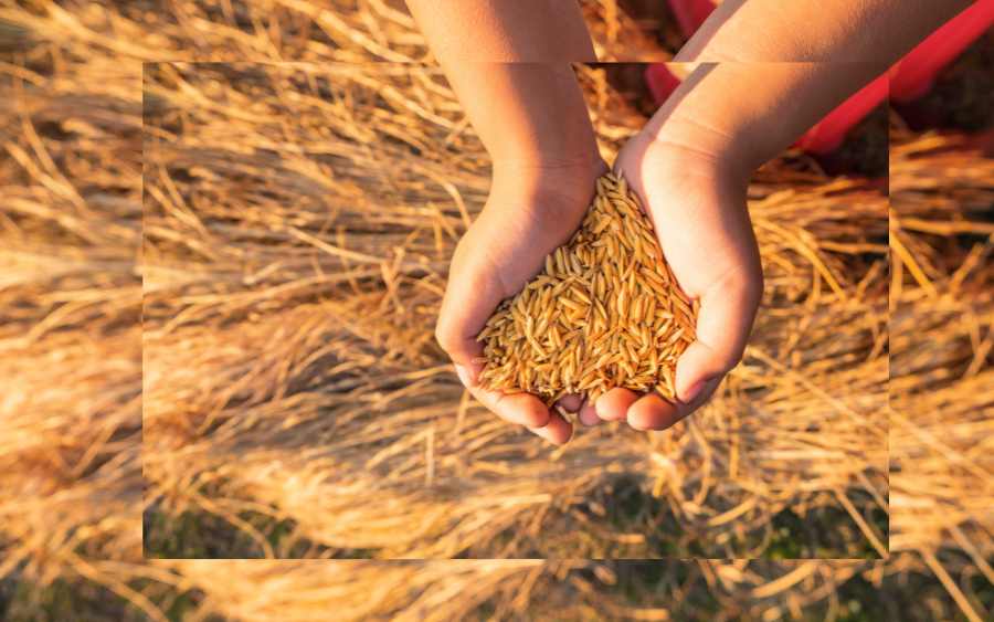 A medida, embora bem-intencionada, levanta preocupações sobre a sustentabilidade da produção de arroz no Brasil e os impactos de longo prazo para os agricultores.