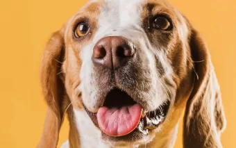 Vagas Limitadas: Inscrições Abertas para Castração de Animais em Cotia