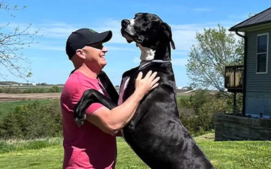 A triste história de Kevin, o cachorro mais alto do mundo segundo o Guinness World Records
