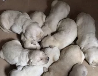 Qual é o preço de um Labrador? Cuidado com a Fake News da doação de Filhotes de Labrador