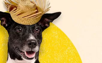Festa Julina no Pet Parque Osasco: vem aí o 1° Cão Julino