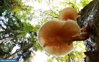 Vitória Ambiental ou Batalha Adiada?