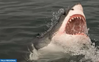 Por que Tubarões Atacam Humanos