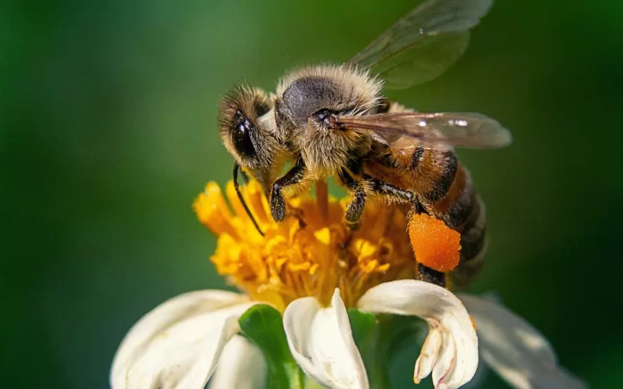 Insetos e Biodiversidade: Polinizadores Essenciais e Seu Impacto na Segurança Alimentar