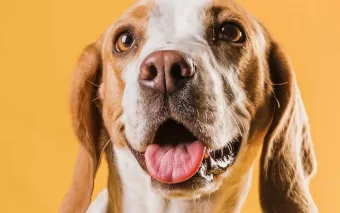 É verdade que cães conseguem detectar doenças em humanos? Entenda